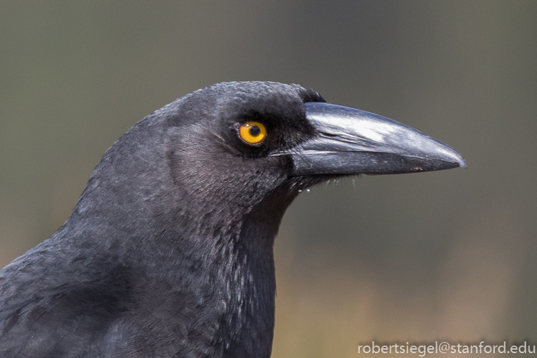 currawong